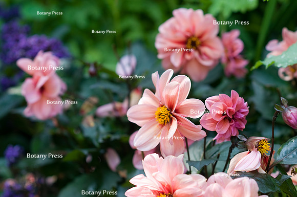 Dahlia 'Fascination'
