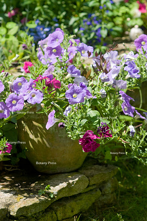Petunia 'Trailing Surfinia Sky Blue' in the flower pot on stone