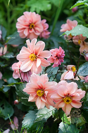 Dahlia 'Fascination'