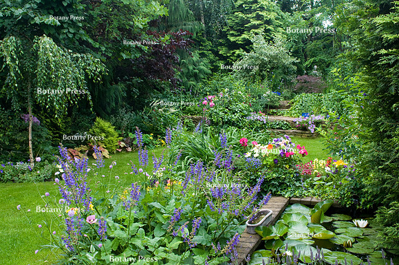 View to the main part of the garden with Salvia transsylvanica and the pond.