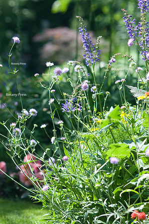 Salvia transsylvanica and Scabiosa columbaria