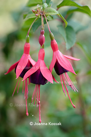 Fuchsia 'Mrs Popple'