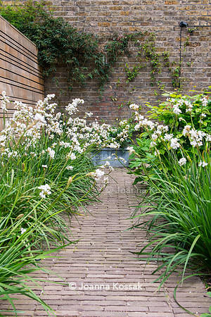 Libertia grandiflora