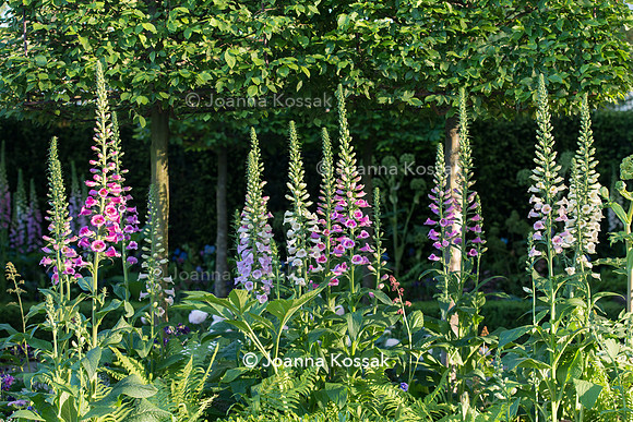 Digitalis purpurea planted in front of carpinus floating cubes
