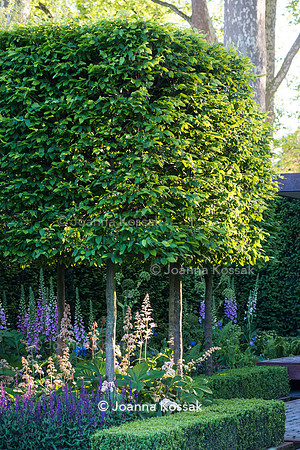 Carpinus floating cubes