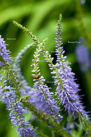 Veronicastrum virginicum 'Fascination' with ladybird