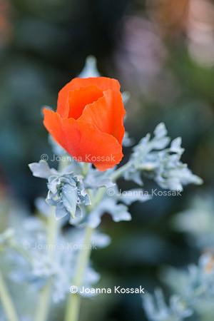 Glaucium corniculatum