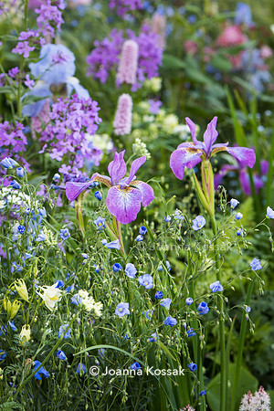 Mix of pink and blue spring dflowers including Iris sibirica 'Sparkling Rose', Persicaria bistorta 'Superba', Aquilegia 'Kristall', Hesperis matronalis