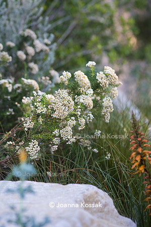 Ozothamnus diosmifolius