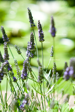 Lavandula angustifolia