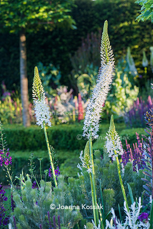Eremurus robustus (giant desert candle)