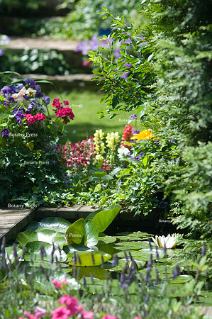 Nymphaea alba in the pond between Lavandula and Antirrhinum maju