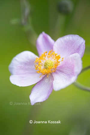 Japanese anemone