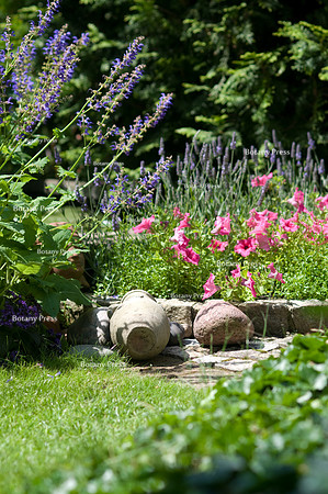 Petunia hybrida 'F1 Parure' and Salvia transsylvanica