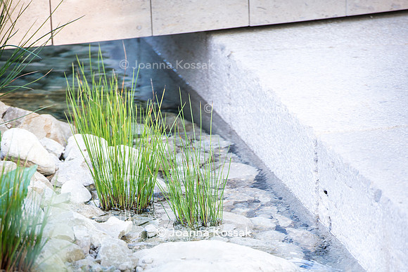 Juncus effusus (soft rush)