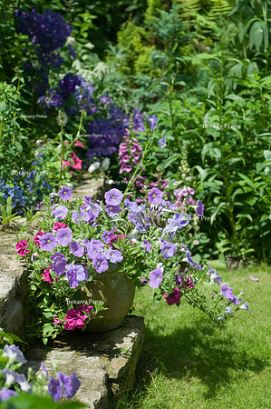 Petunia 'Trailing Surfinia Sky Blue' in the flower pot on granit