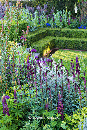 Lysimachia atropurpurea ‘Beaujolais', Lupinus masterpiece; Leucadendron 'Safari Sunset' in formal garden