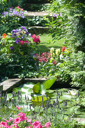 Nymphaea alba in the pond between Lavandula and Antirrhinum maju