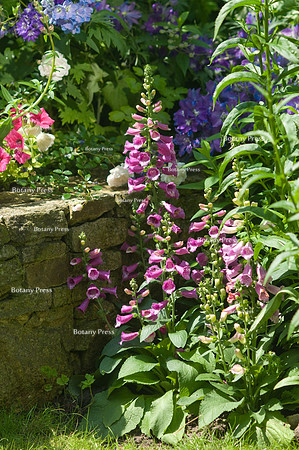 Digitalis purpurea near stone retaining wall