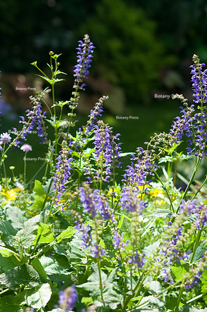Salvia transsylvanica