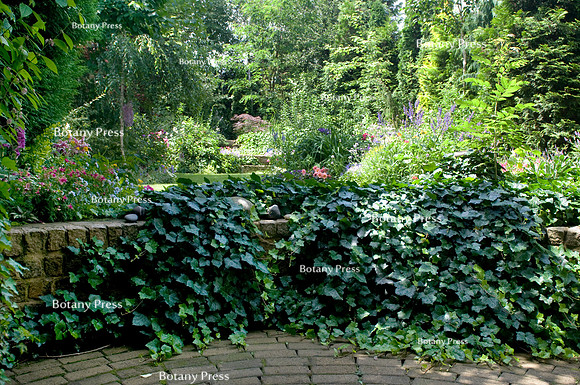 Stone retaining wall  covered by Hedera helix. Entrance to the g