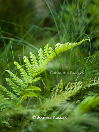 Edge Hill garden. Designer Tom Howard. All Photos © Joanna Kossak