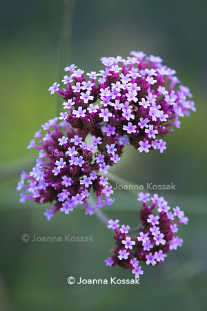 Verbena bonariensis
