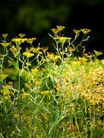 Designer: Christine Wilford MSGD/ Green Arden Design. All photos ©Joanna Kossak