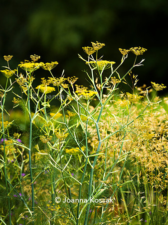 Designer: Christine Wilford MSGD/ Green Arden Design. All photos ©Joanna Kossak