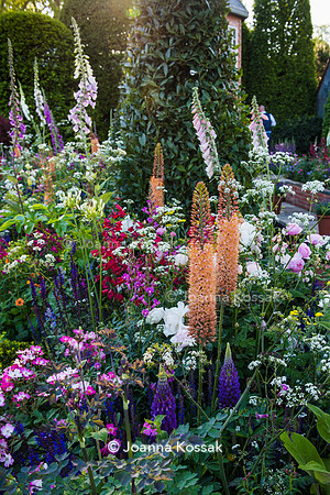 Flowerbed with Eremurus x isabellinus 'Pinokkio'
