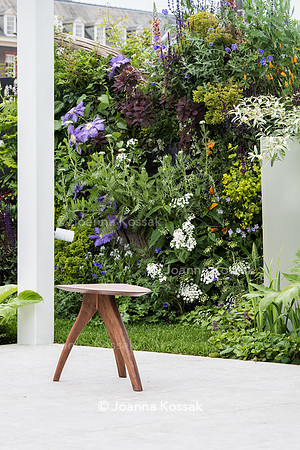 Vertical garden containing Cotinus, Geranium 'Brookside', Alchemilla mollis, Clematis 'Patensella'
