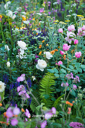 View of a flowerbed with Rosa 'The Queen's Jubilee', Rosa 'Prima Ballerina',  Rosa 'Saint Ethelburga',  Matteuccia struthiopteris, Achillea 'Moonshine',