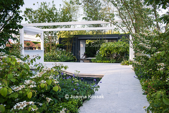 View of a white sandstone patio and a pond in modern Japanese garden  surrounded by Viburnum plicatum f. tomentosum 'Mariesii', ...