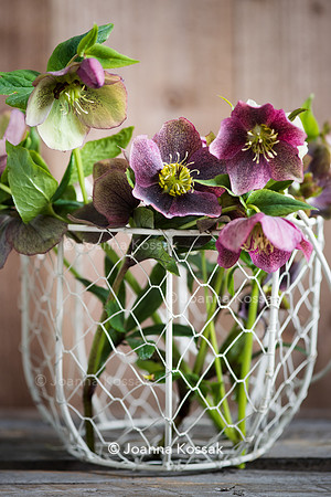 Spring flower arrangement with helleborus and Rhododendron in white metal basket.