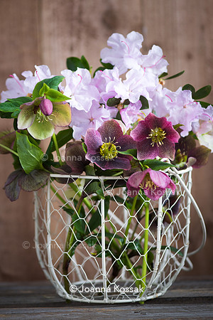 Spring flower arrangement with helleborus and Rhododendron in white metal basket.