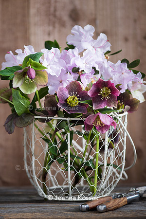 Spring flower arrangement with helleborus and Rhododendron in white metal basket.