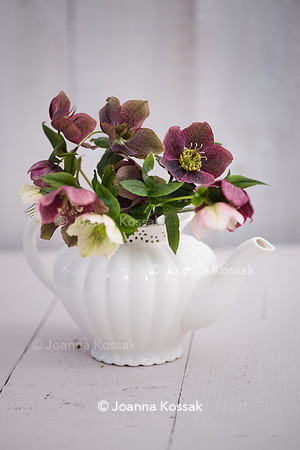 Helleborus bouquet in white vase - porcelain teapot.
