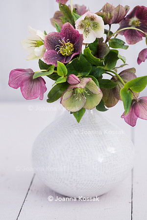 Helleborus bouquet in white vase.