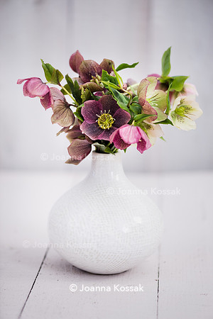 Helleborus bouquet in white vase.