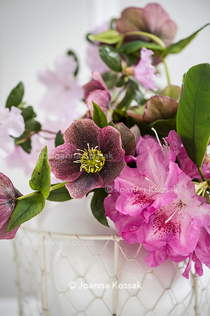 Spring flower arrangement with helleborus and Rhododendron in white vase.