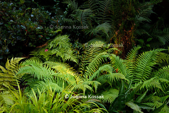 Roehampton garden, Designer Formosa Landscapes/ Neal Harrington All Photos © Joanna Kossak