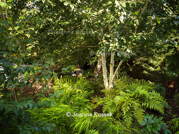 Roehampton garden, Designer Formosa Landscapes/ Neal Harrington All Photos © Joanna Kossak