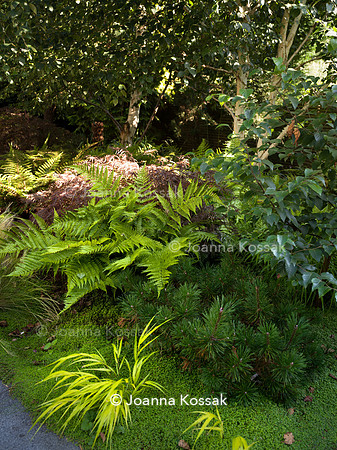 Roehampton garden, Designer Formosa Landscapes/ Neal Harrington All Photos © Joanna Kossak