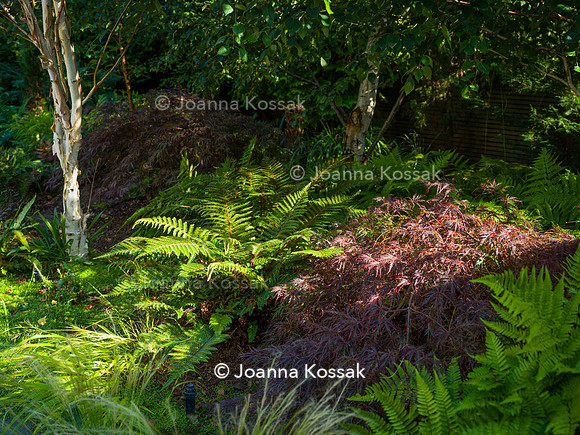 Roehampton garden, Designer Formosa Landscapes/ Neal Harrington All Photos © Joanna Kossak