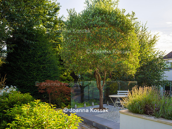 Roehampton garden, Designer Formosa Landscapes/ Neal Harrington All Photos © Joanna Kossak