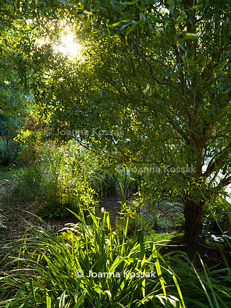 Roehampton garden, Designer Formosa Landscapes/ Neal Harrington All Photos © Joanna Kossak