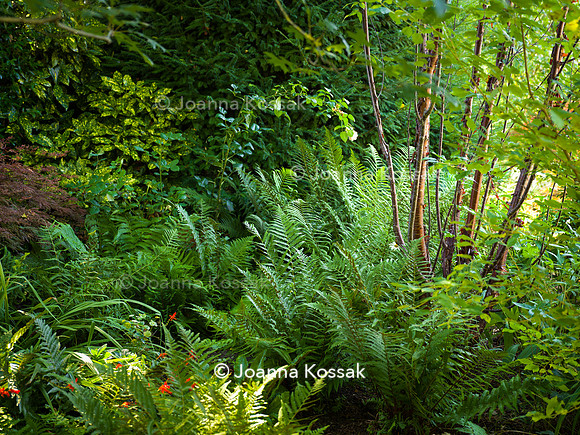 Roehampton garden, Designer Formosa Landscapes/ Neal Harrington All Photos © Joanna Kossak