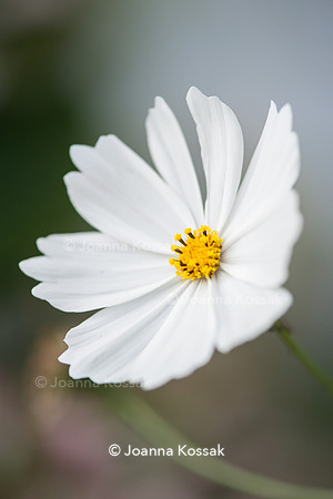 Cosmos bipinnatus