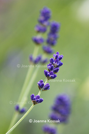 Lavandula angustifolia 'Hidcote'