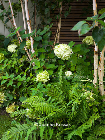 Melody Rd garden. Designed by Harrington Potter/ Chris Harrington All Photos © Joanna Kossak